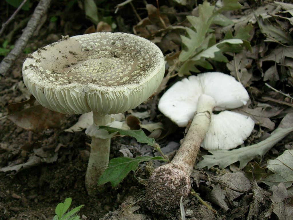 2026 Giugno vecchio ritrovamento